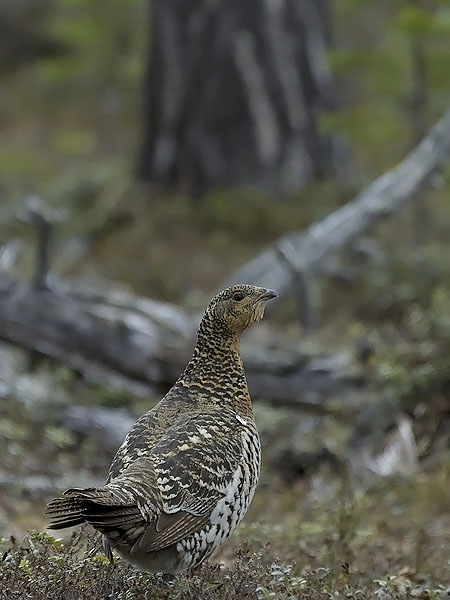 Metso, Western Capercaillie, Tetrao urogallus 